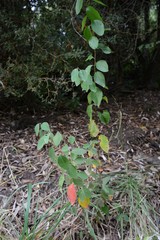 Cotoneaster frigidus