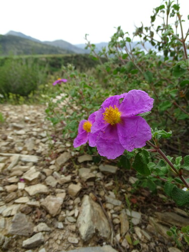 Cistus creticus