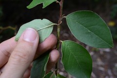Cotoneaster frigidus