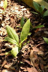 Labisia pumila