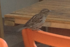 Passer domesticus