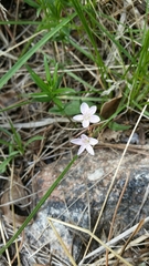 Claytonia