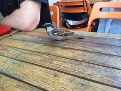 Passer domesticus