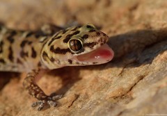 Pachydactylus affinis