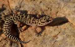 Pachydactylus affinis