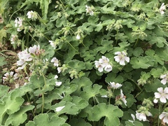 Geranium renardii