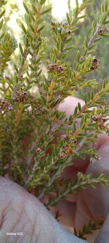 Image of Erica serrata by (c) Adele SL, some rights reserved (CC BY)