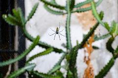 Trichonephila inaurata