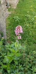 Centranthus ruber
