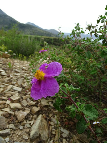 Cistus creticus