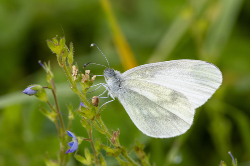Wood White
