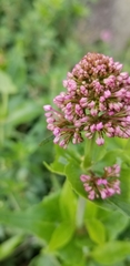 Centranthus ruber