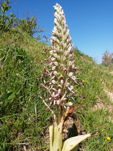 Himantoglossum hircinum image