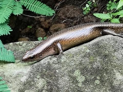 Eutropis multifasciata