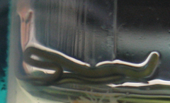 Emplectonema gracile