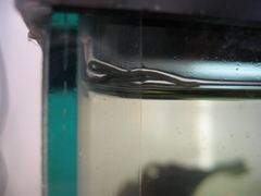 Emplectonema gracile