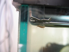 Emplectonema gracile