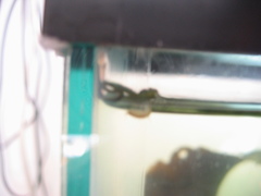 Emplectonema gracile