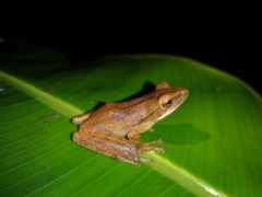 Polypedates leucomystax