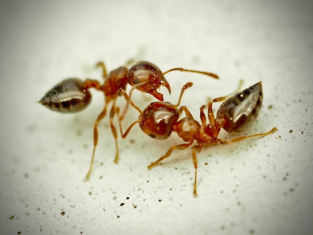 Ashmead's Acrobat Ant from Leisure Village West-Pine Lake Park, NJ, USA ...