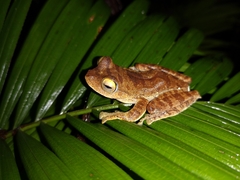 Rhacophorus margaritifer