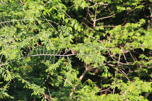 Icterus spurius