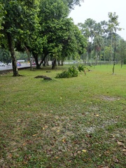 Hopea