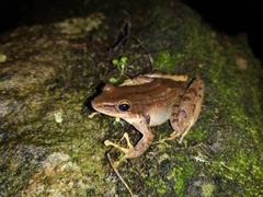Chalcorana chalconota