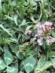Apis cerana