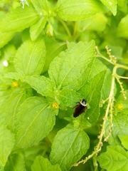 Hemithyrsocera palliata