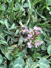 Apis cerana