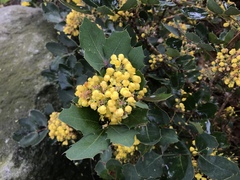Berberis pumila