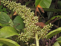 Aechmea mexicana image