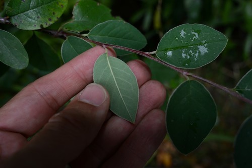 Graceful Cotoneaster (Cotoneaster hebephyllus)