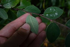 Cotoneaster hebephyllus