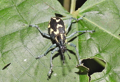 Exophthalmus nicaraguensis image