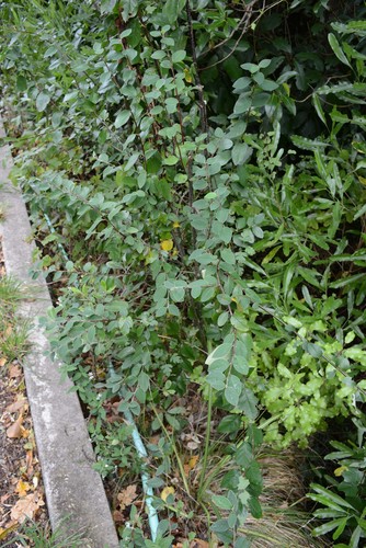 Cotoneaster hebephyllus, photograph 1