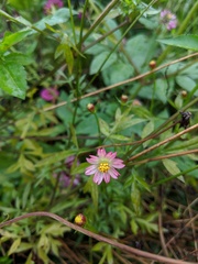 Cosmos caudatus