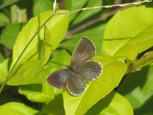 Rayed Blue