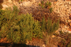 Leucospermum bolusii