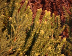 Leucospermum bolusii