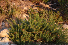 Leucospermum bolusii