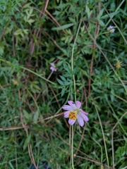 Cosmos caudatus