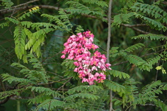 Cassia javanica