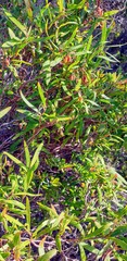 Billardiera cymosa