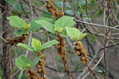 Ficus esquiroliana