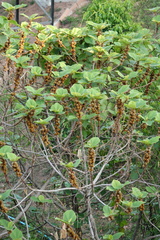 Ficus esquiroliana