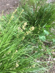 Carex leporina
