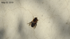 Helophilus eristaloidea