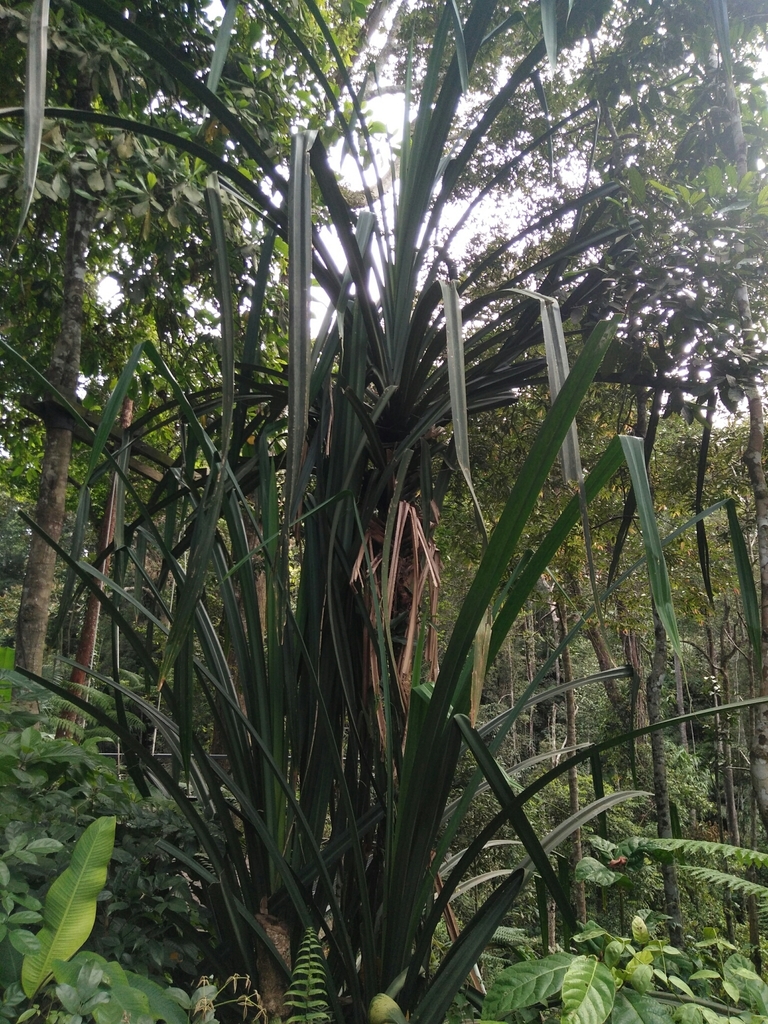 Pandanus monotheca (Giant Screwpine)